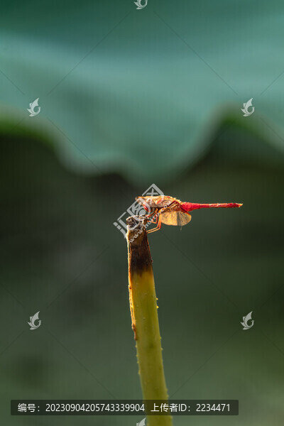 蜻蜓