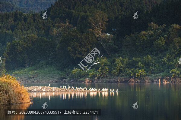 歸鷺