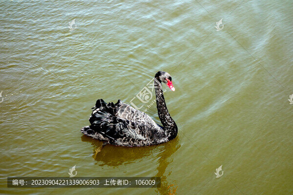 黑天鵝
