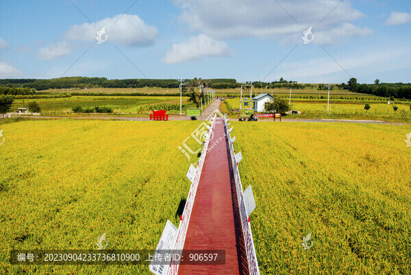 鄉(xiāng)村稻田風景