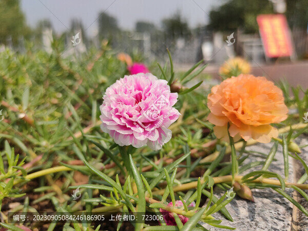 馬齒莧花