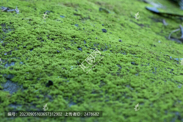 苔蘚青苔
