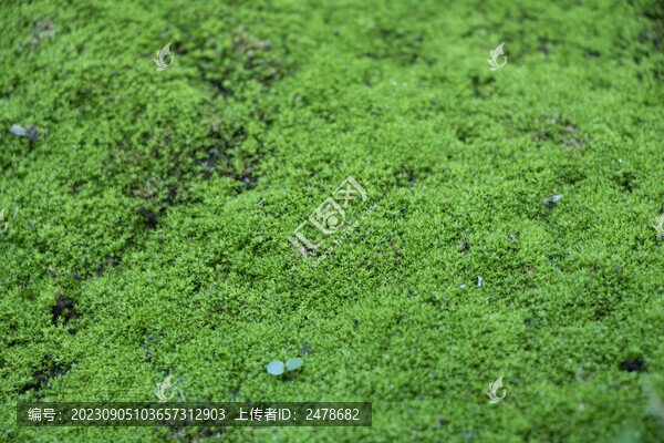 苔蘚青苔
