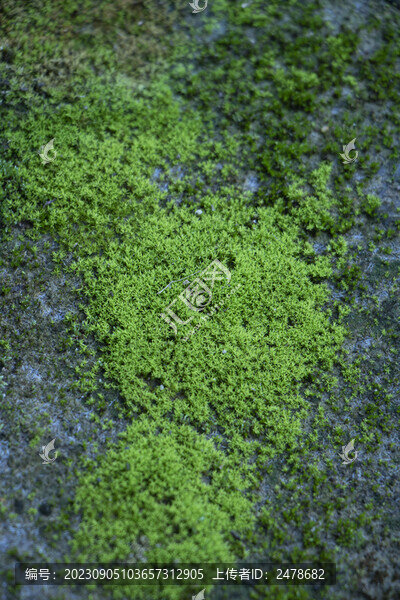 苔蘚青苔-匯圖網(wǎng) www.fosd68.com 苔蘚青苔