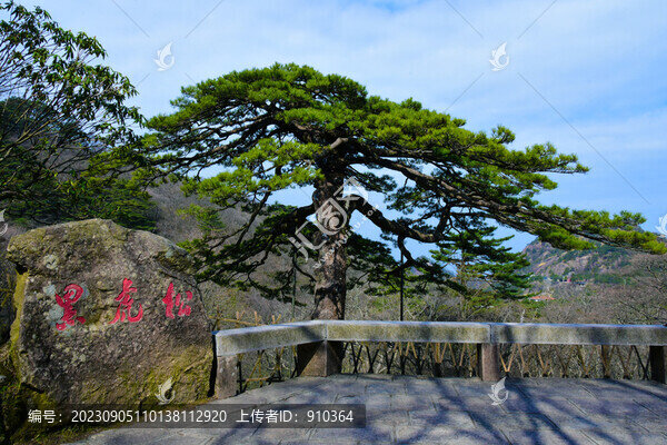 黃山黑虎松