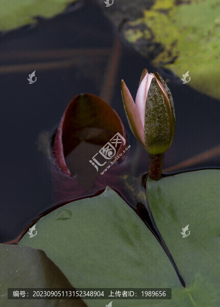 睡蓮