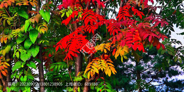 楓葉紅了