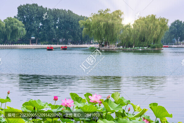 北京什剎海公園的荷花池