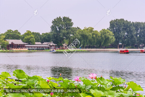 北京什剎海公園的荷花池