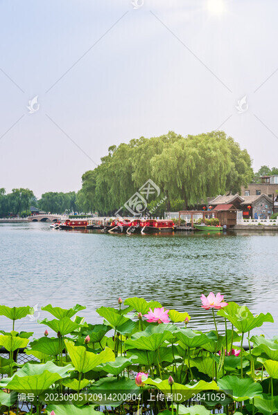 北京什剎海公園的荷花池