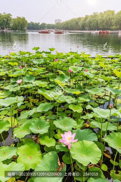 北京什剎海公園的荷花池