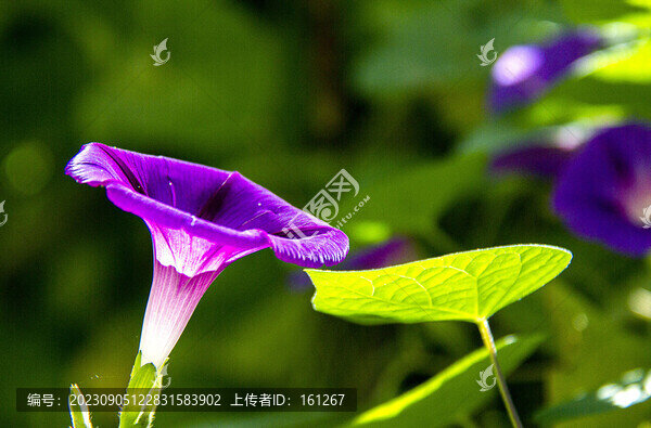 牽牛花開(kāi)美艷艷