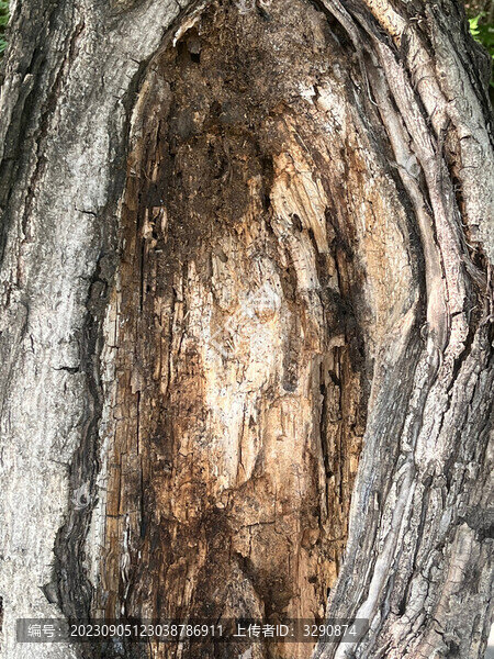 一棵破舊的樹洞