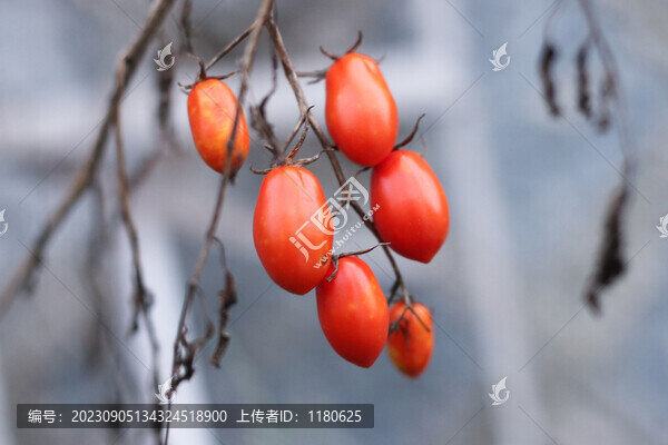 西紅柿