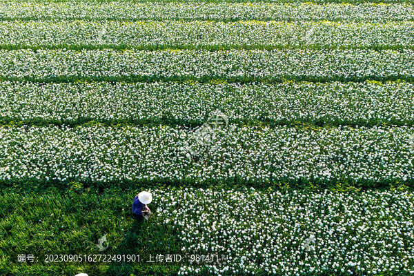 韭菜花采摘