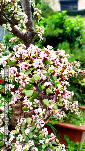 金枝玉葉