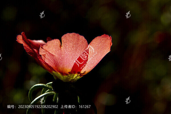 太陽(yáng)花