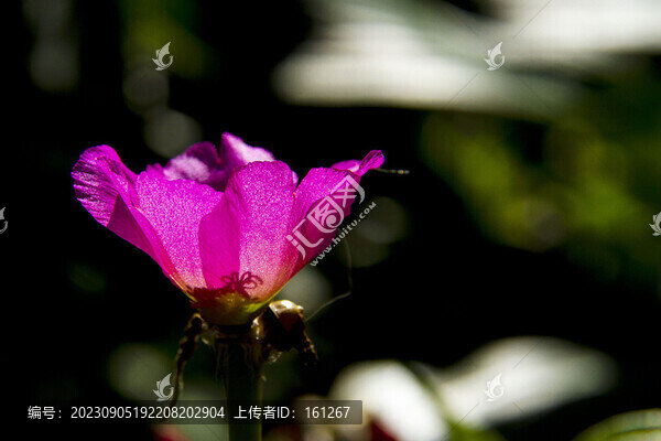 太陽花