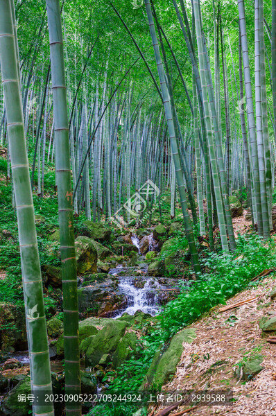 宜興竹海