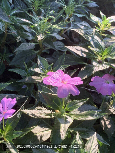 紫色小花