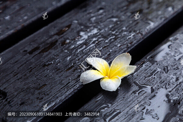 雨中的雞蛋花