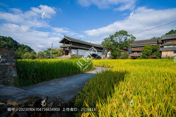 湖南通道坪坦鄉(xiāng)普濟橋秋天稻田