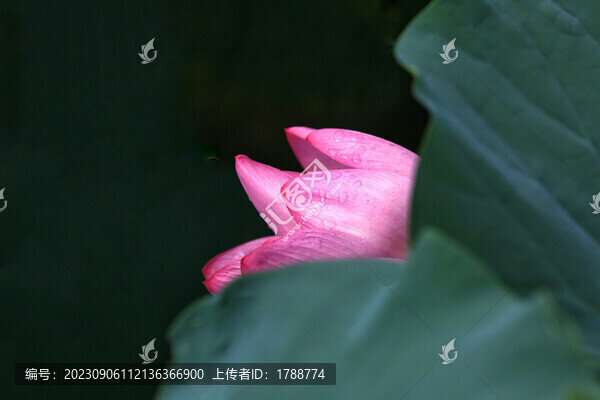 唯美荷花