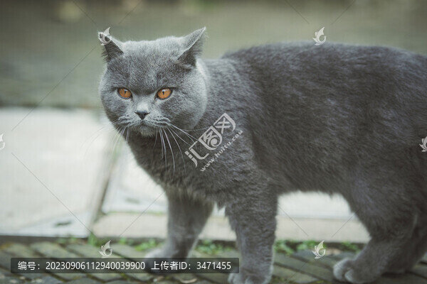 貓咪