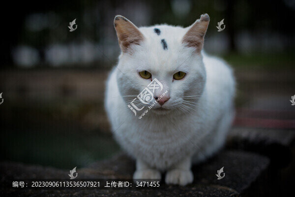 貓