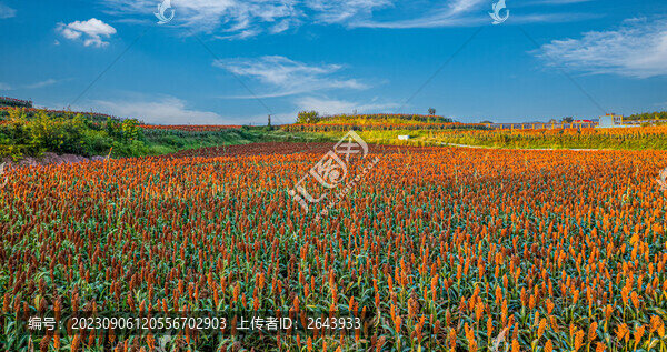 成熟的紅高粱