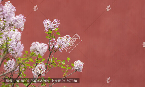 丁香花
