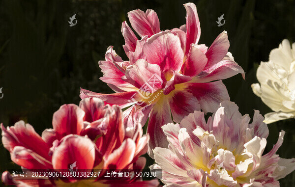 郁金香花