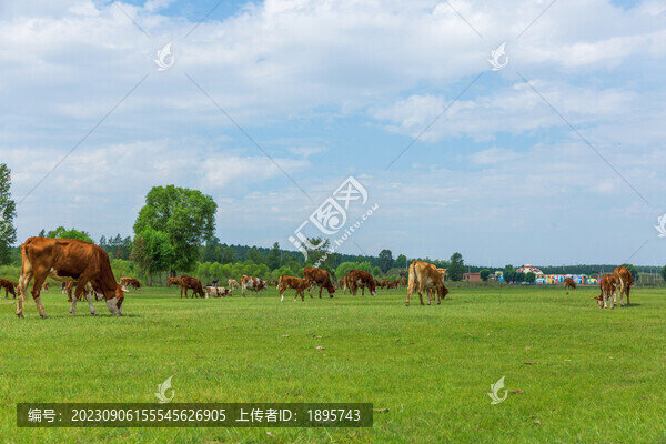 牧場(chǎng)綠地草原上的牛群