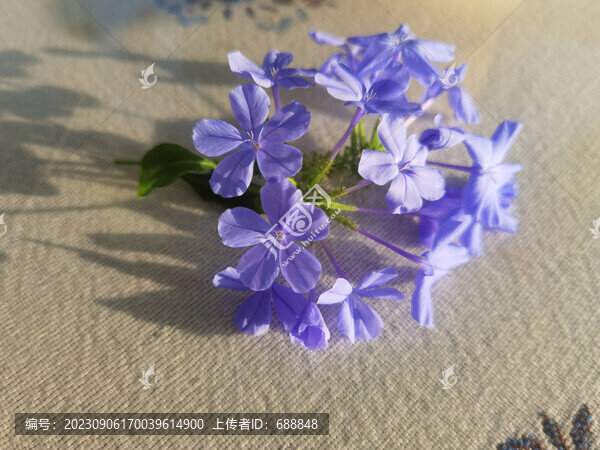 藍(lán)雪花