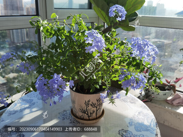 藍(lán)雪花
