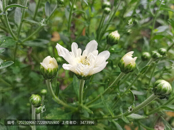 白色的菊花