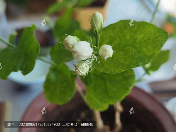 盆栽茉莉