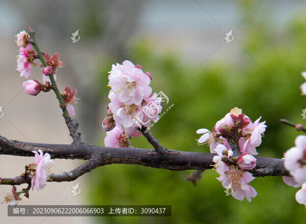 梅花春色