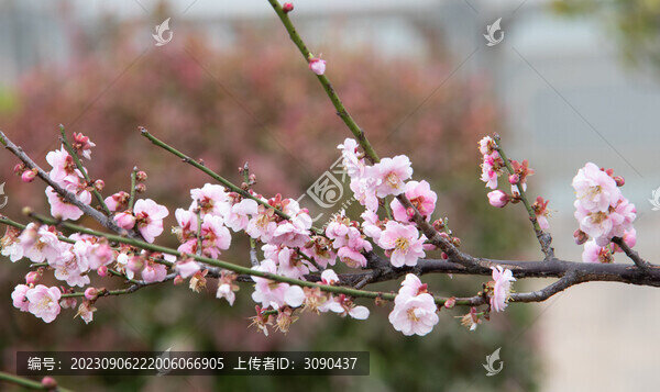一族梅花