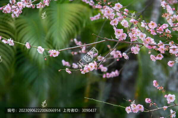 朵朵桃花開