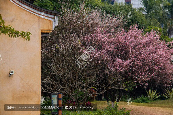 東山書院旁邊的桃花盛開