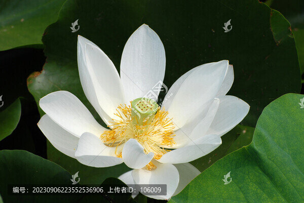 白荷花
