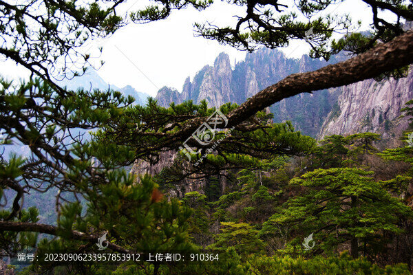 黃山