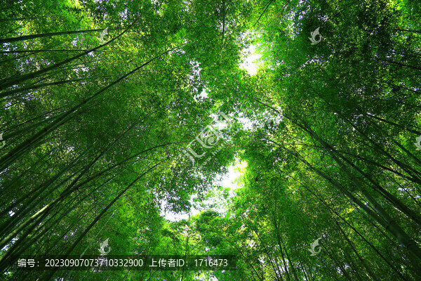 竹林