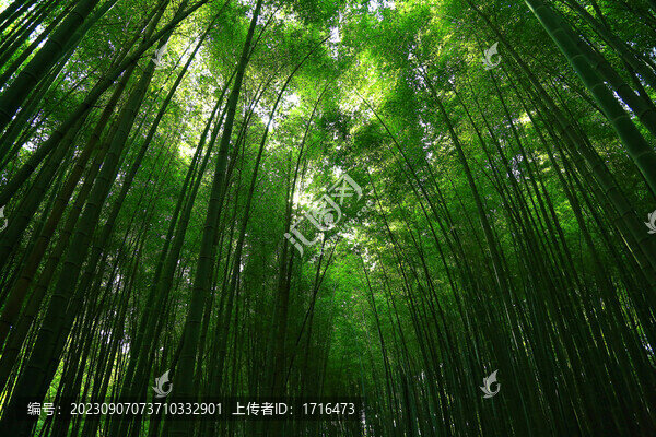 竹林