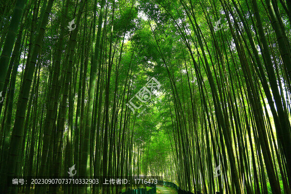 竹林