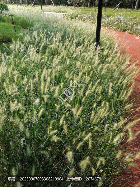 草