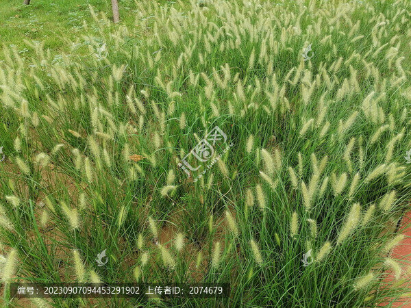 草叢草地