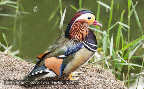 鴛鴦鳥(niǎo)