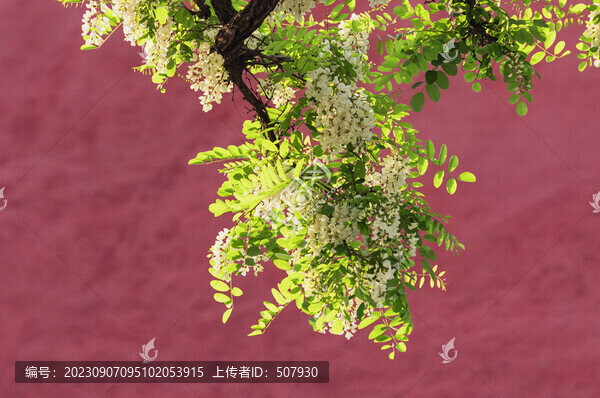 槐花